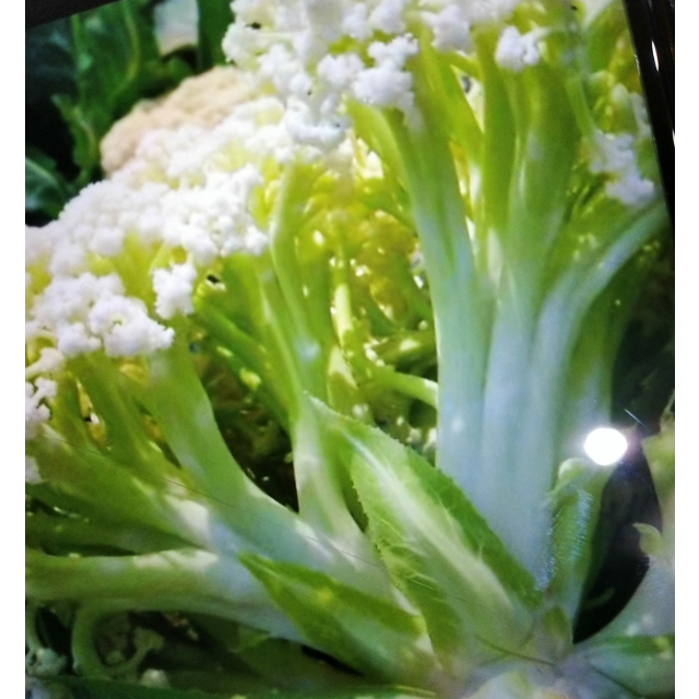 > st青梗菜花商品评价 > 菜花很新鲜