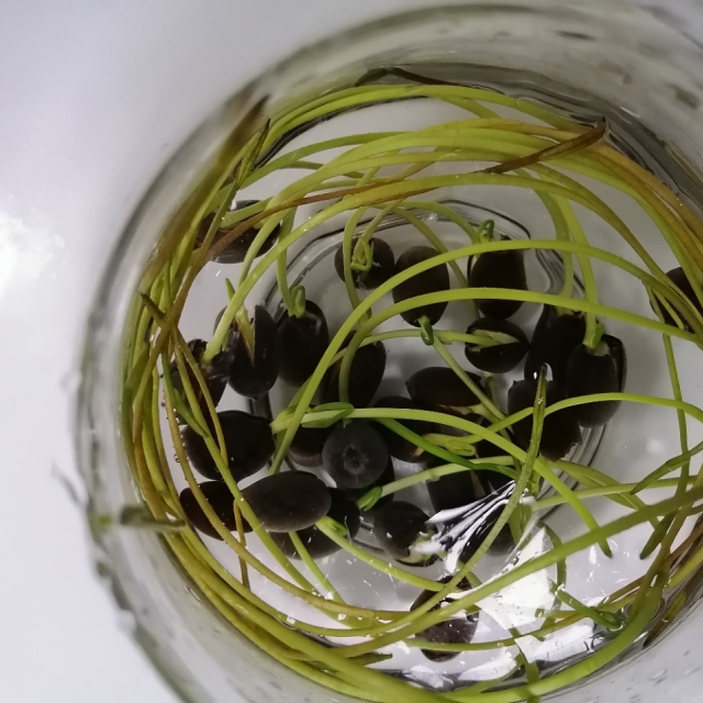 【四季种植】碗莲种子水培植物室内绿植盆栽七彩睡莲荷花种子 花卉