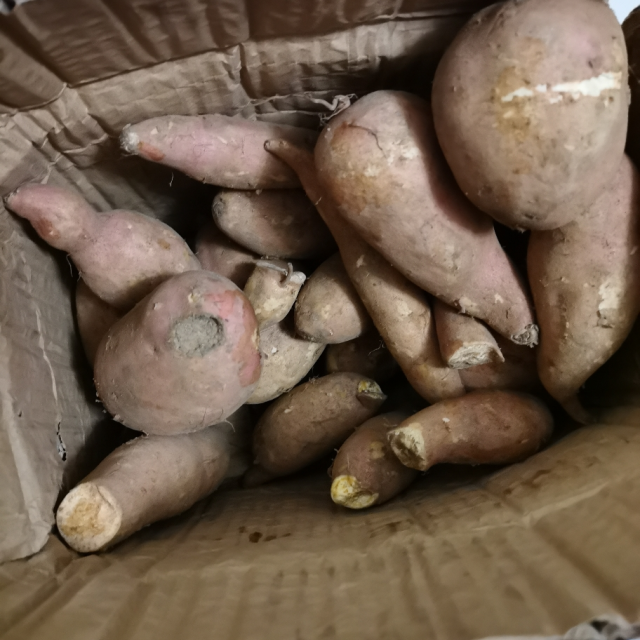 > 【营养健康】5斤装新鲜红薯龙薯九号沙地蜜薯番薯坏果包赔5斤装商品