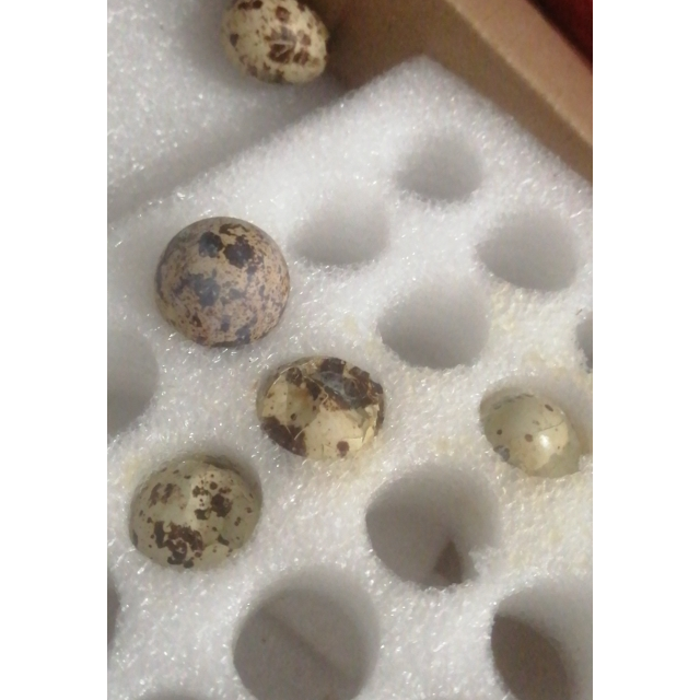 新鲜生鹌鹑蛋50枚 鹑鸟蛋 生鲜蛋 送卤蛋料 破损包赔