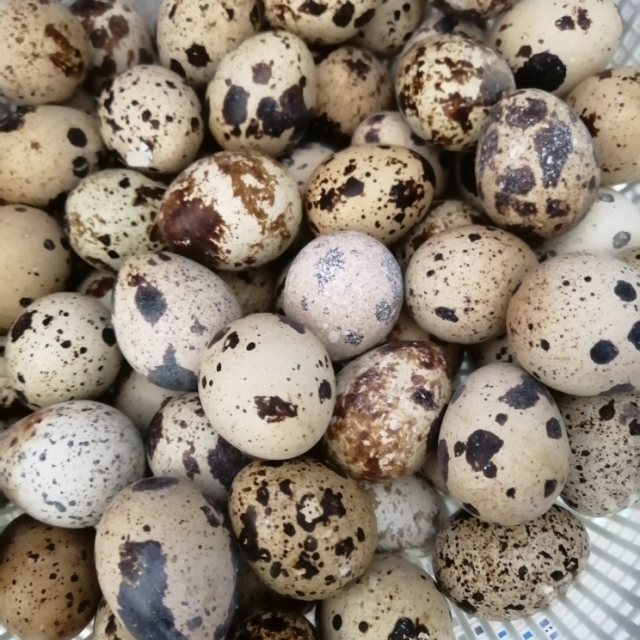 新鲜生鹌鹑蛋50枚 鹑鸟蛋 生鲜蛋 送卤蛋料 破损包赔