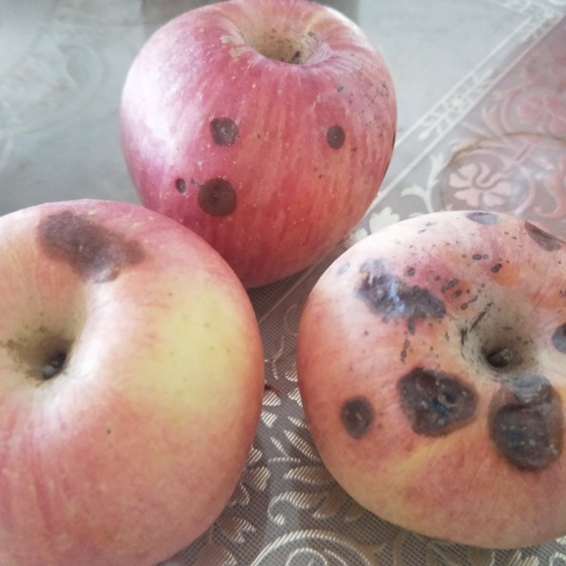 星优选烟台栖霞红富士苹果精品大果净重5斤装果径8085mm个大皮薄脆甜