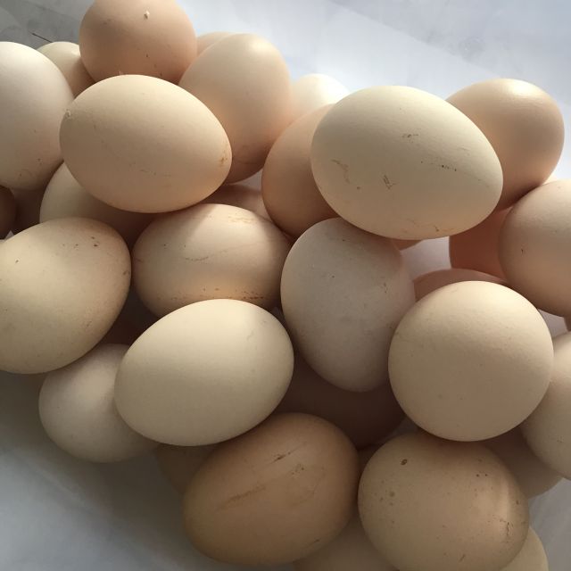 新鲜鸡蛋农家鸡蛋20枚箱装陈小四水果生鲜蛋类苏宁生鲜