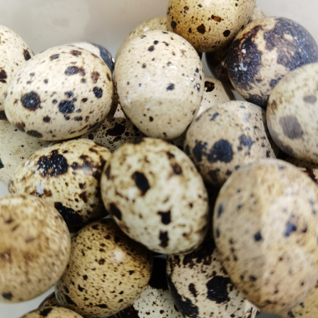 新鲜生鹌鹑蛋50枚正宗农家散养宝宝辅食孕妇营养非鸡蛋鹅蛋鸽子蛋鸭蛋