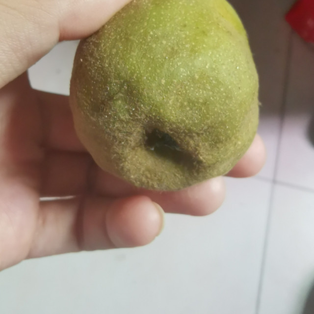 > 【熊猫鸟】四川红心猕猴桃 24枚中果 单果70-90g 奇异果 新鲜水果