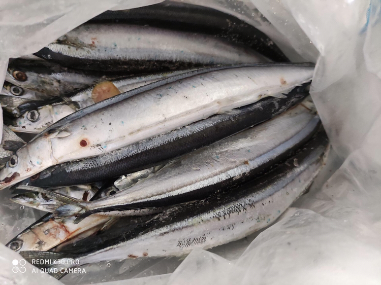 新鲜冷冻秋鱼深海海鱼鲜鱼海鲜烧烤鲜活冷冻 秋刀鱼无冰衣5斤晒单图