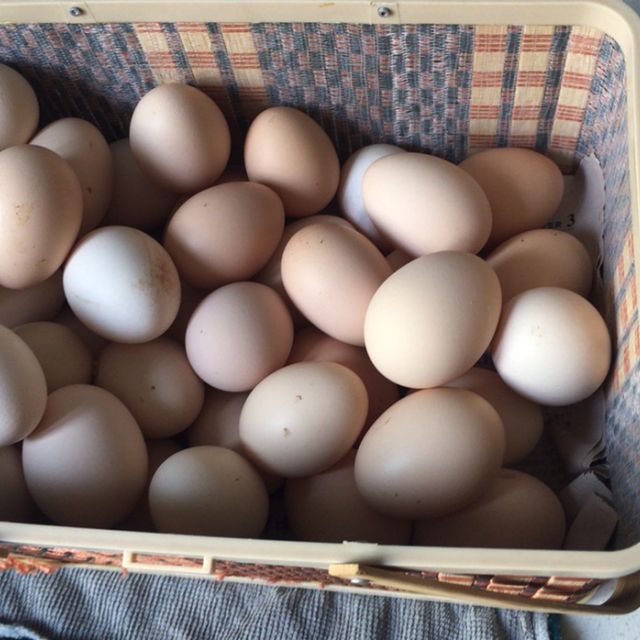 新鲜鸡蛋农家鸡蛋20枚箱装陈小四水果生鲜蛋类苏宁生鲜