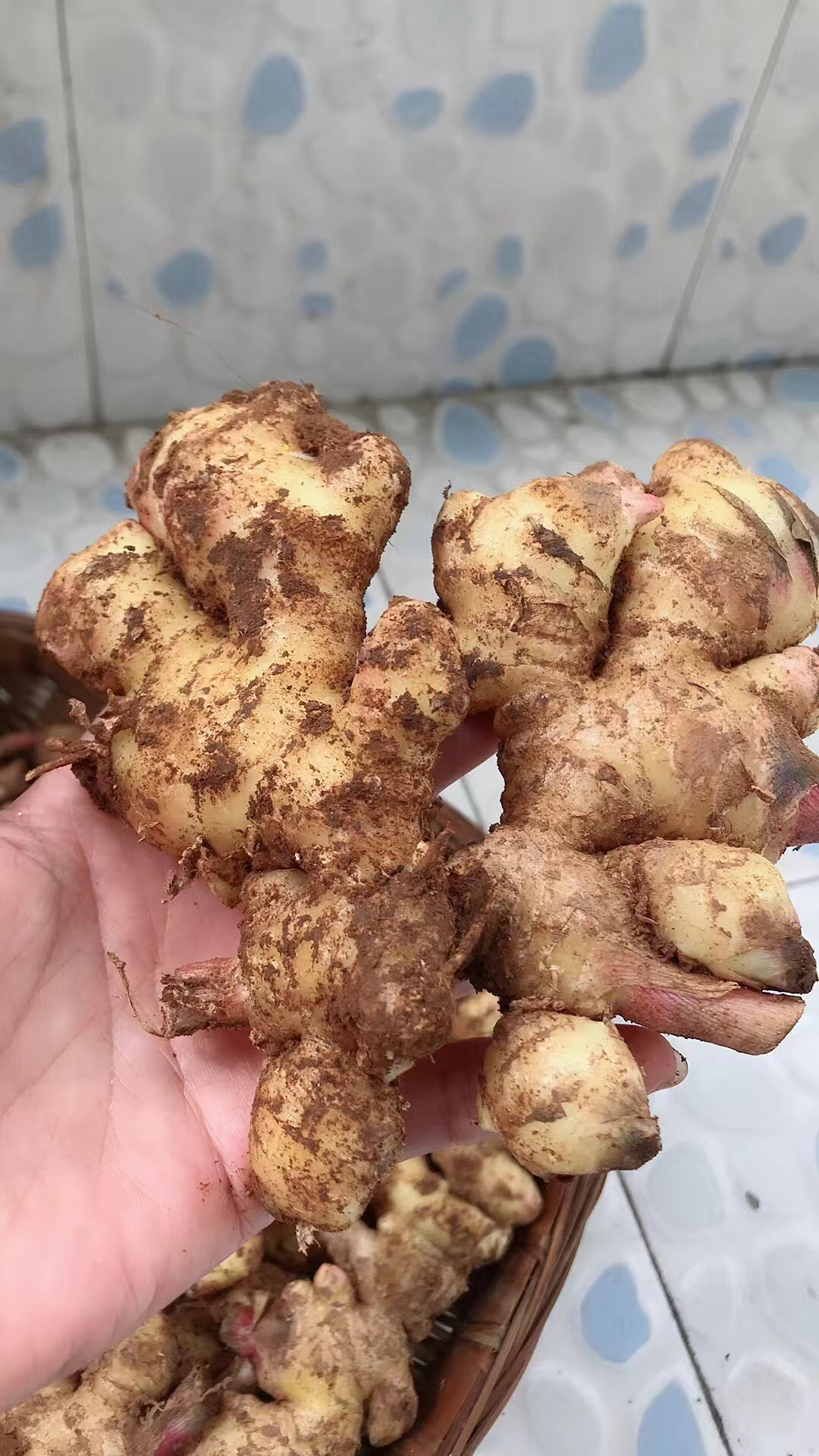 嫩姜新鲜泡姜云南小姜新鲜农家生姜月子姜嫩姜3斤 小黄姜3斤 精选晒单