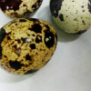 汇尔康(HR) 新鲜鹌鹑蛋鸟蛋50枚 农家散养非鸡蛋鹅蛋鸽子蛋鸭蛋变蛋晒单图