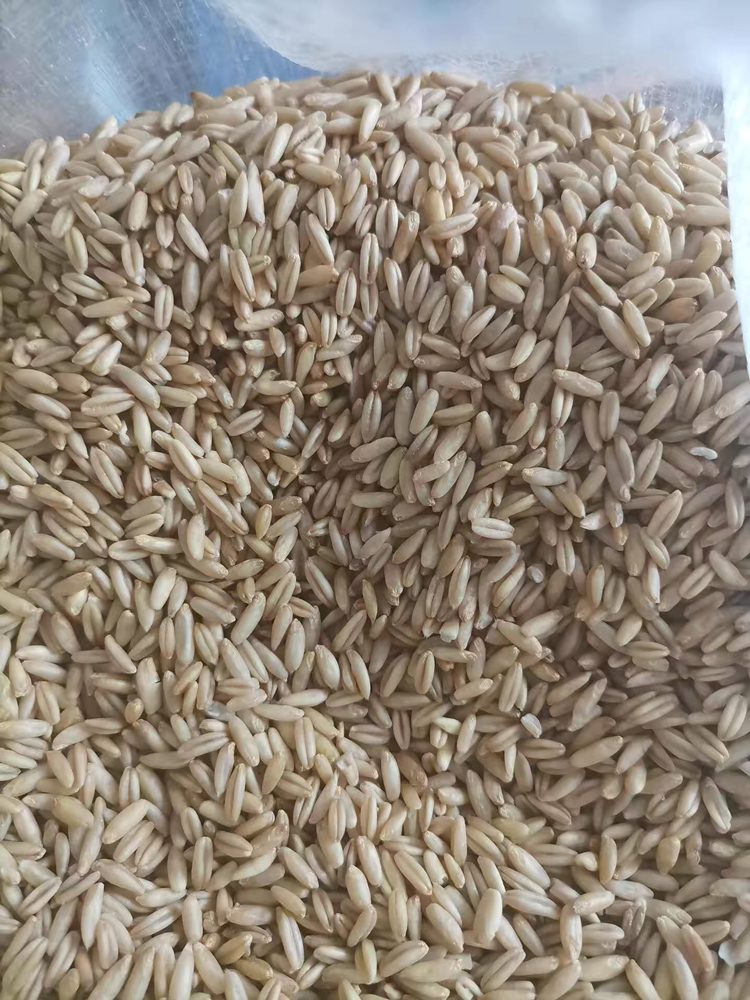 【正常发货】内蒙古燕麦胚芽米裸燕麦仁全胚芽米去皮破壁发芽米莜麦米