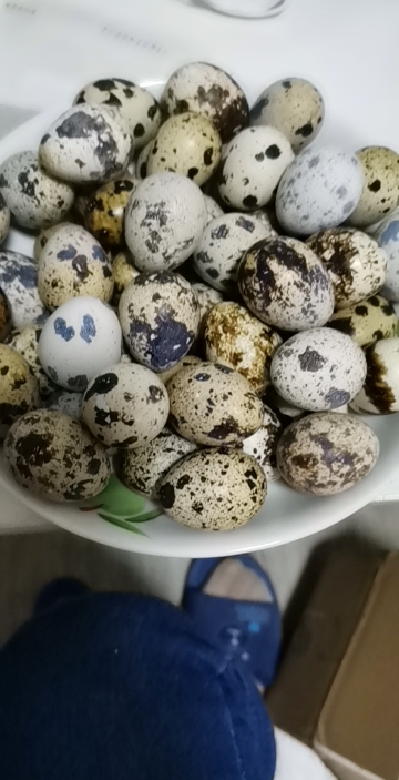 新鲜生鹌鹑蛋50枚 鹑鸟蛋 生鲜蛋 破损包赔晒单图