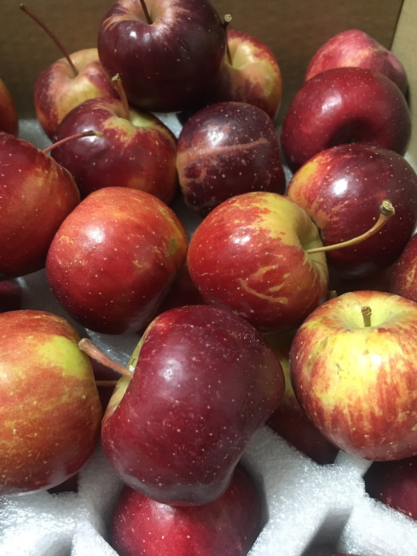 沙果龙丰果东北沙果 新鲜大秋果水果糖心酸甜孕妇果 小龙丰果5斤晒单