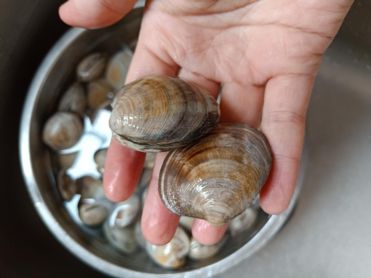 花甲鲜活蛤蜊海鲜鲜活美人贝花甲肉海鲜贝类水产海鲜生鲜海鲜 五斤(15