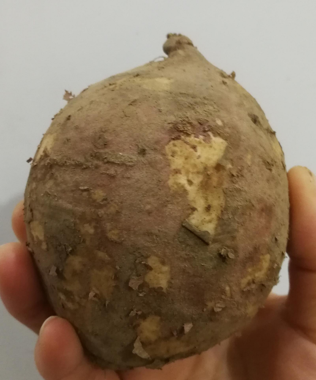 鸡蛋薯新鲜红薯临安天目山小香薯农家板栗山芋小番薯地瓜 5斤晒单图