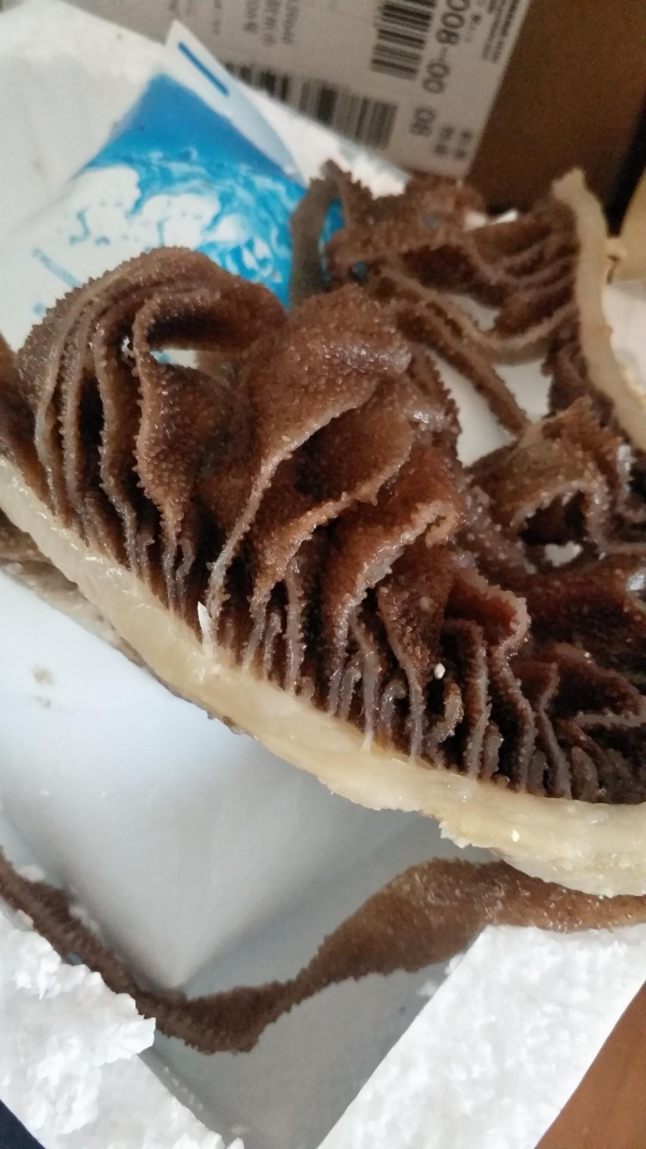 毛肚新鲜