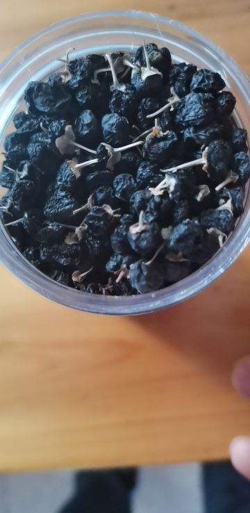 天景山 野生黑枸杞 宁夏正宗特级 黑果构杞 野生正品黑苟杞泡水养生茶