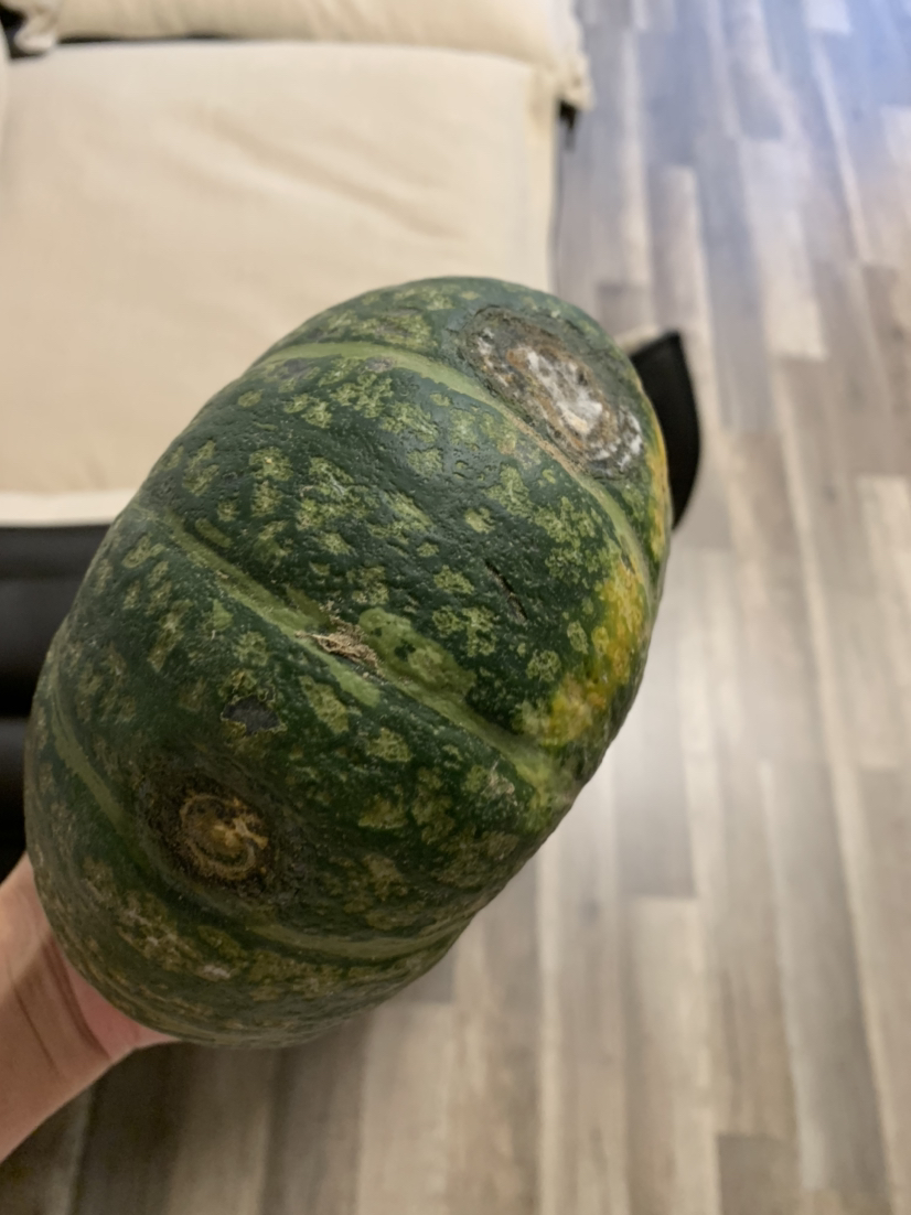 【拍2件得9斤 合发1件 】陕西板栗南瓜 净重5斤 新鲜蔬菜 宝宝辅食