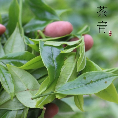 广济桥单丛茶白叶香潮州凤凰茶 乌岽单枞 125g 乌龙单枞茶 单丛茶