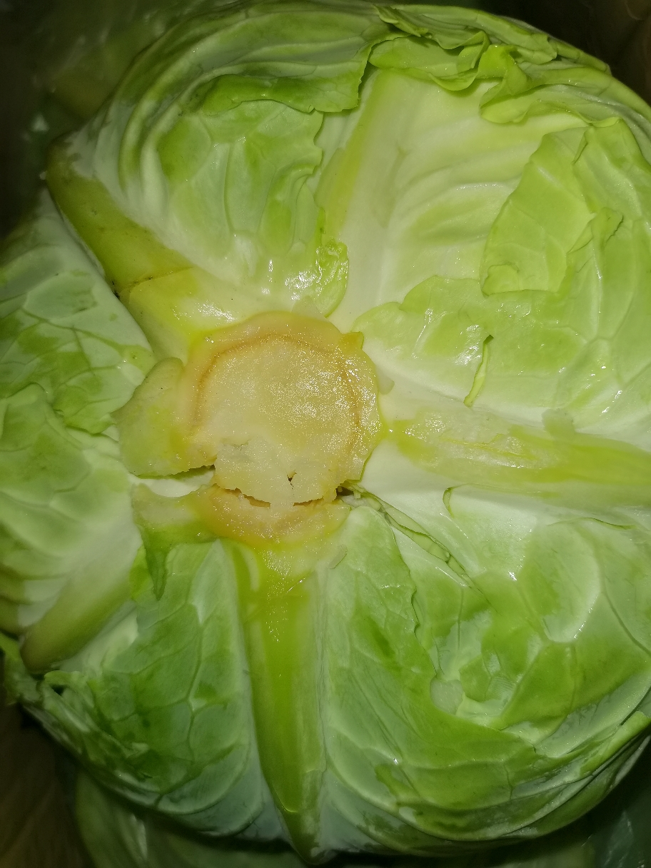 绿甘蓝 圆白菜 卷心菜 花椰菜 包菜 内蒙古新鲜农家沙拉蔬菜 8-9斤装