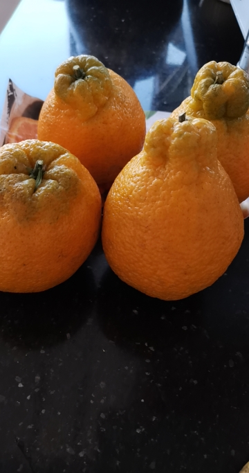 【小苏农庄】鲜菓篮 丑橘不知火中果2斤装 正宗四川丑橘 橘子柑橘 应