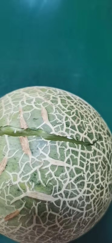 海南网纹蜜瓜5-6斤装(2-3个)玫珑瓜产地现摘新鲜直发 陈福记水果晒单