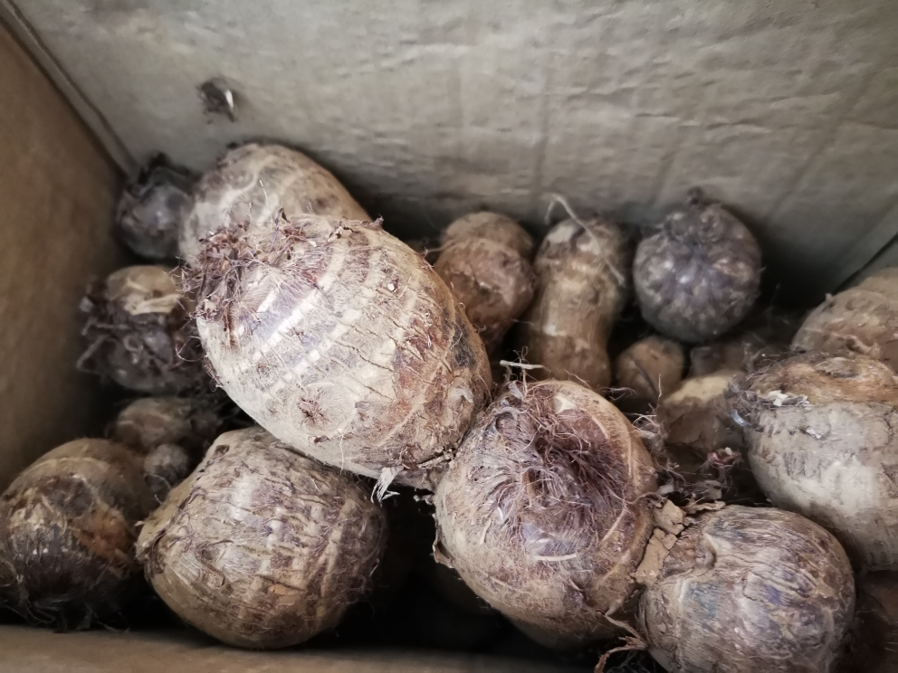 斤装 单果30g以上 新鲜小芋头 农家毛芋头 现挖现发香芋 新鲜芋头蔬菜