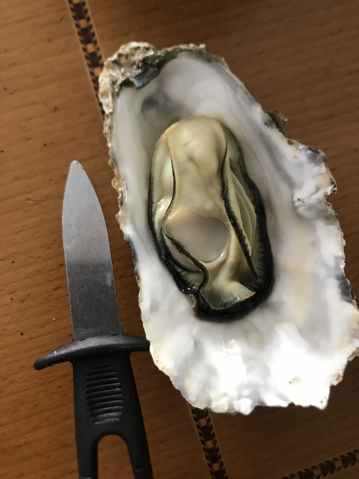 【顺丰直达】红小厨鲜活乳山生蚝刺身牡蛎新鲜海蛎子 单只120g-140g 5