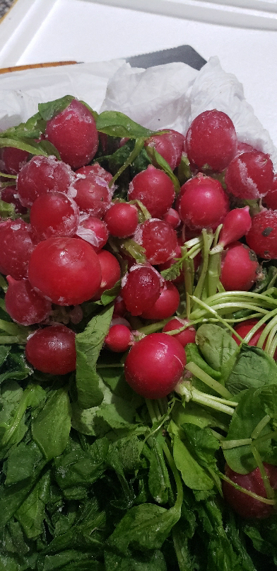 樱桃萝卜新鲜水果小红色皮萝卜生吃东北特产蔬菜蘸酱菜水萝卜新鲜 5斤