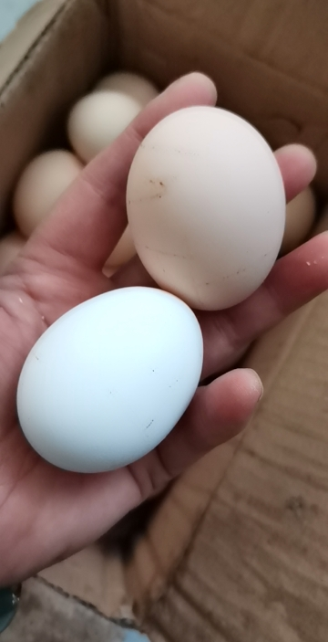 鸡蛋40枚柴鸡蛋