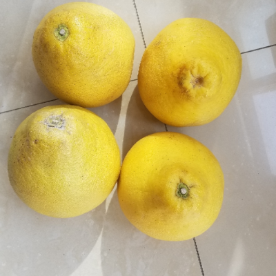 客来客往(kelaikewang)柚子 梅州沙田柚 广东金柚柚子