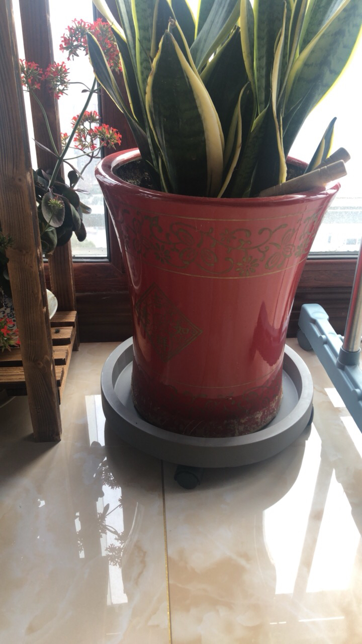 移动花盆托盘 弹痕万向轮加厚带轮底座圆形塑料滚轮底盘大号搬花盆