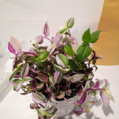 爱丽思花盆树脂复古浮雕波纹圆形多肉塑料阳台种植爱丽丝花盆