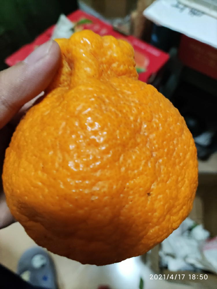 四川不知火丑橘 5斤 中果 丑八怪橙子新鲜柑橘蜜桔 新鲜水果生鲜陈