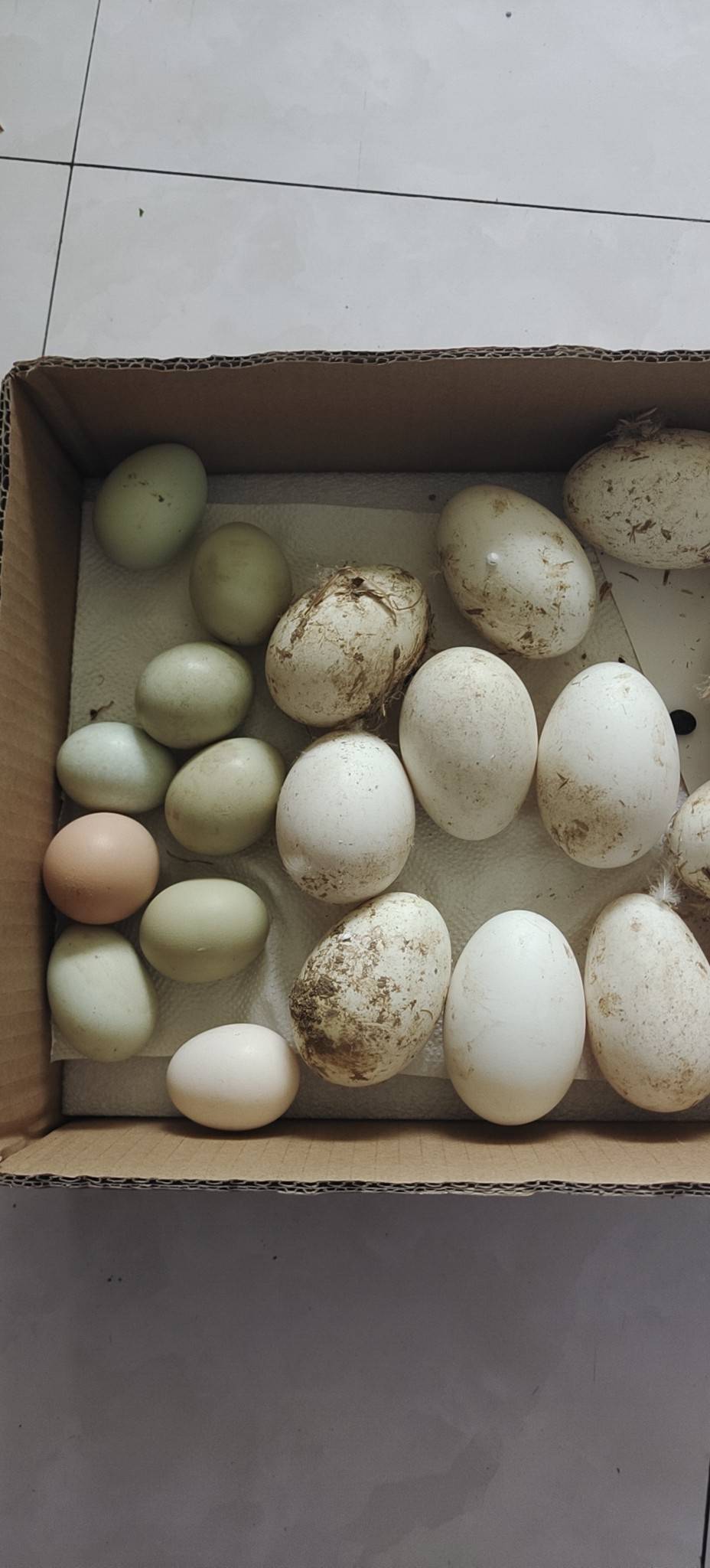 我们为您提供鹅蛋散养的优质评价,包括鹅蛋散养商品评价,晒单,百万