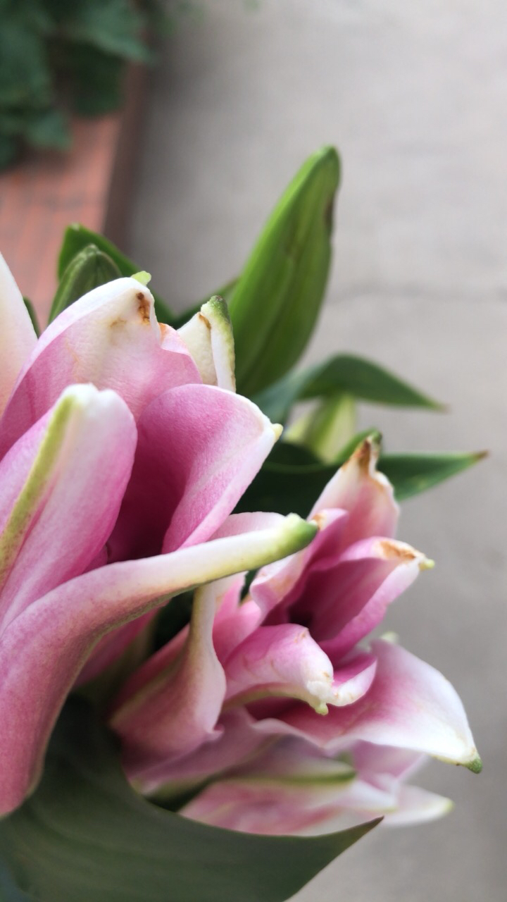 星光百合10朵 送保鲜剂 云南昆明基地直发真花水养鲜花花束香水百合