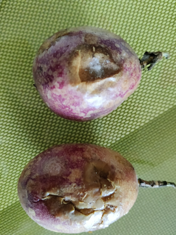 我们为您提供百香果新鲜的优质评价包括百香果新鲜商品评价晒单百万