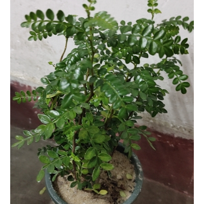 驱蚊驱虫清香木盆栽绿植植物室内四季常青净化空气盆景驱蚊草花卉