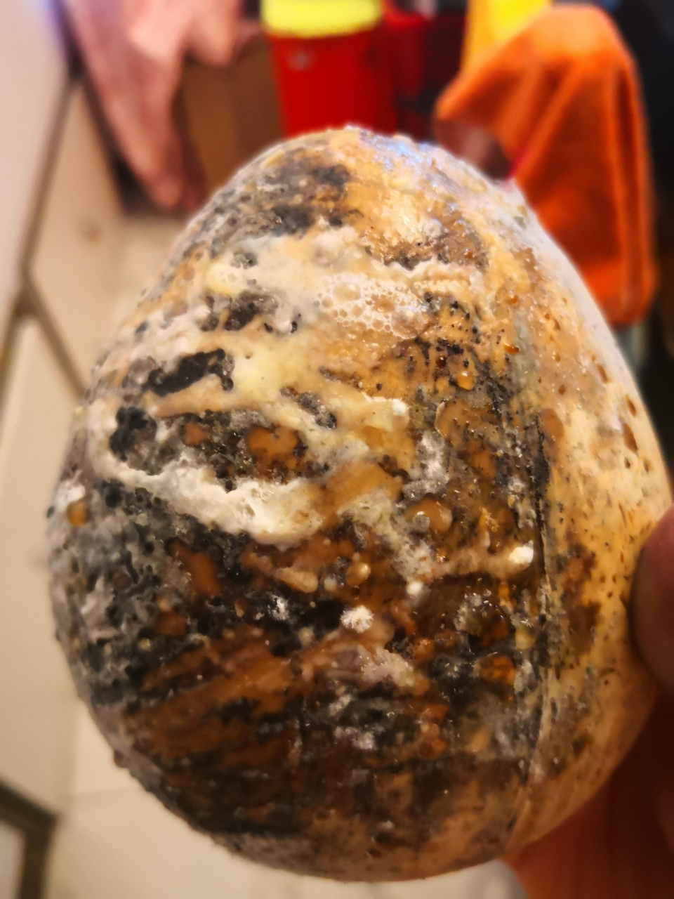 热带水果老椰子