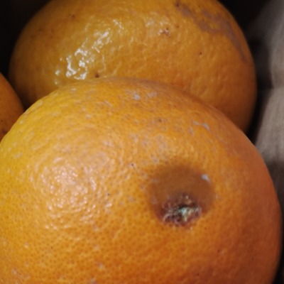 【现摘现发】秭归脐橙5斤精品果新鲜应季水果橙子(中果70mm-75mm)