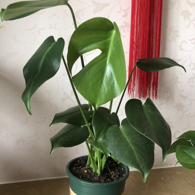 龟背竹盆栽室内客厅吸甲醛净化空气四季长青植物耐寒耐热好养活