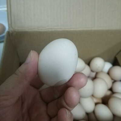 农家田园新鲜土鸡蛋30枚40枚 杂粮喂养笨鸡蛋草鸡蛋特产孕妇宝宝辅食