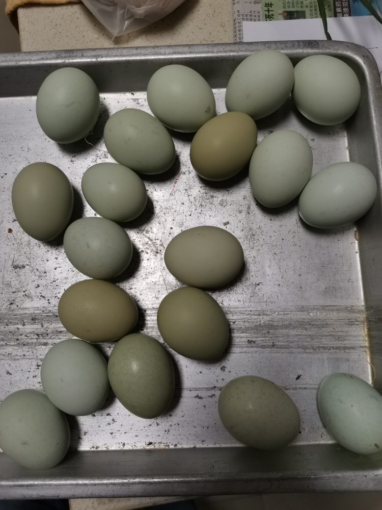 桃小淘 绿壳乌鸡蛋10枚 农家散养绿皮乌鸡蛋笨鸡蛋柴鸡蛋月子蛋 非