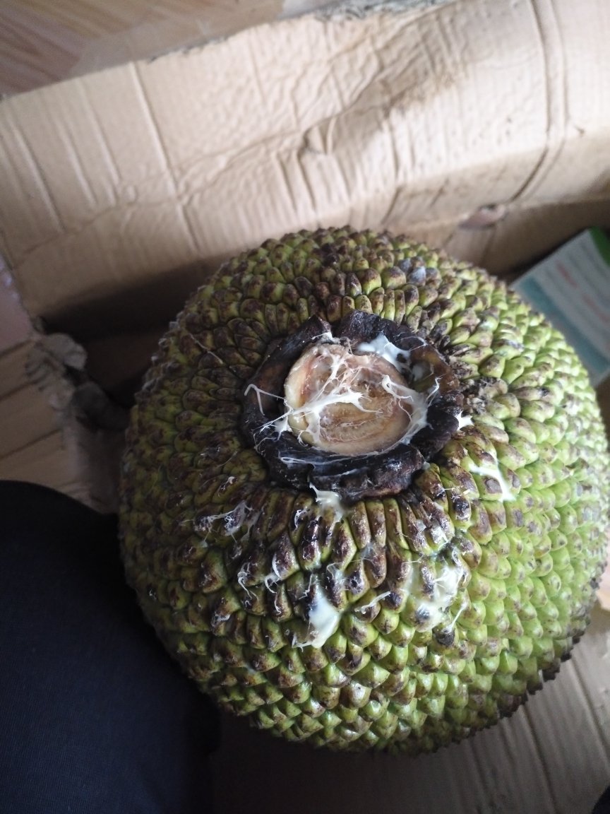 海南菠萝蜜 1个 26-30斤 黄肉菠萝蜜 新鲜水果 生鲜水果 国产水果 陈