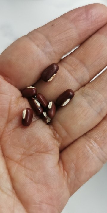 九豆机