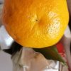 陈小四水果 四川不知火丑橘 5斤 中果65-75mm 新鲜时令水果 桔子 新鲜水果 生鲜水果晒单图