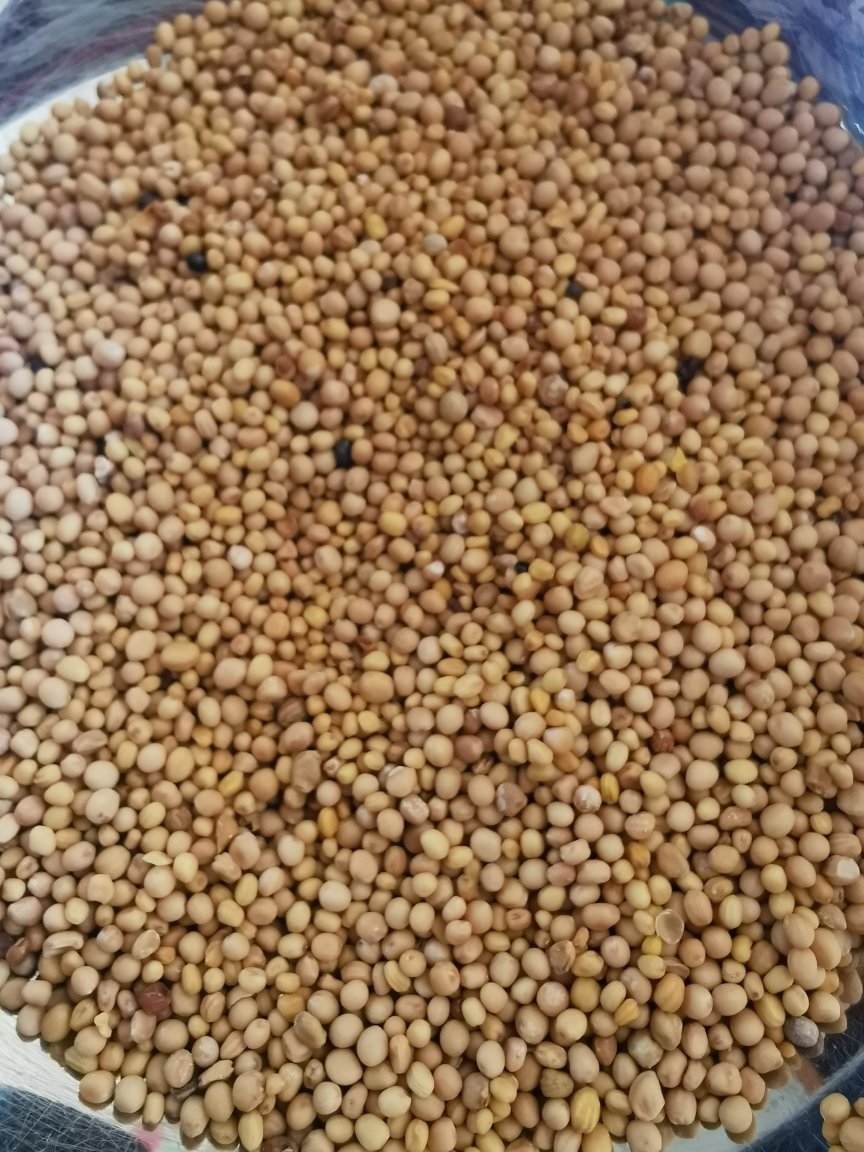 黄芥末籽500克 白芥子孑食用芥末粉未茉凉粉自制jemo芥菜籽晒单图
