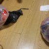 皓齿健芨效健齿儿童牙膏60克（苹果味）(新老包装随机发货）商品质量好，优惠力度大