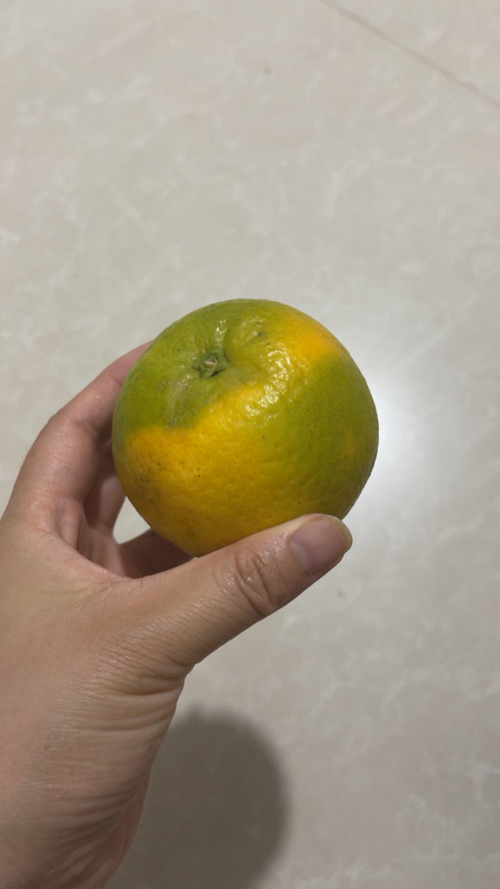 秭归馆 秭归脐橙 夏橙 孕妇水果 5斤装 果径60mm-70mm 小果 新鲜橙子