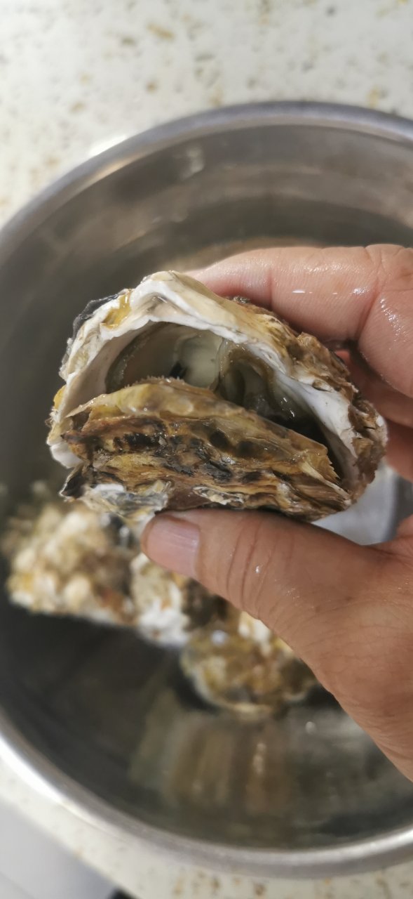 赛卡伊 [鲜活到家]乳山发货现捕生蚝大牡蛎新鲜生蚝肉贝类海鲜水产带