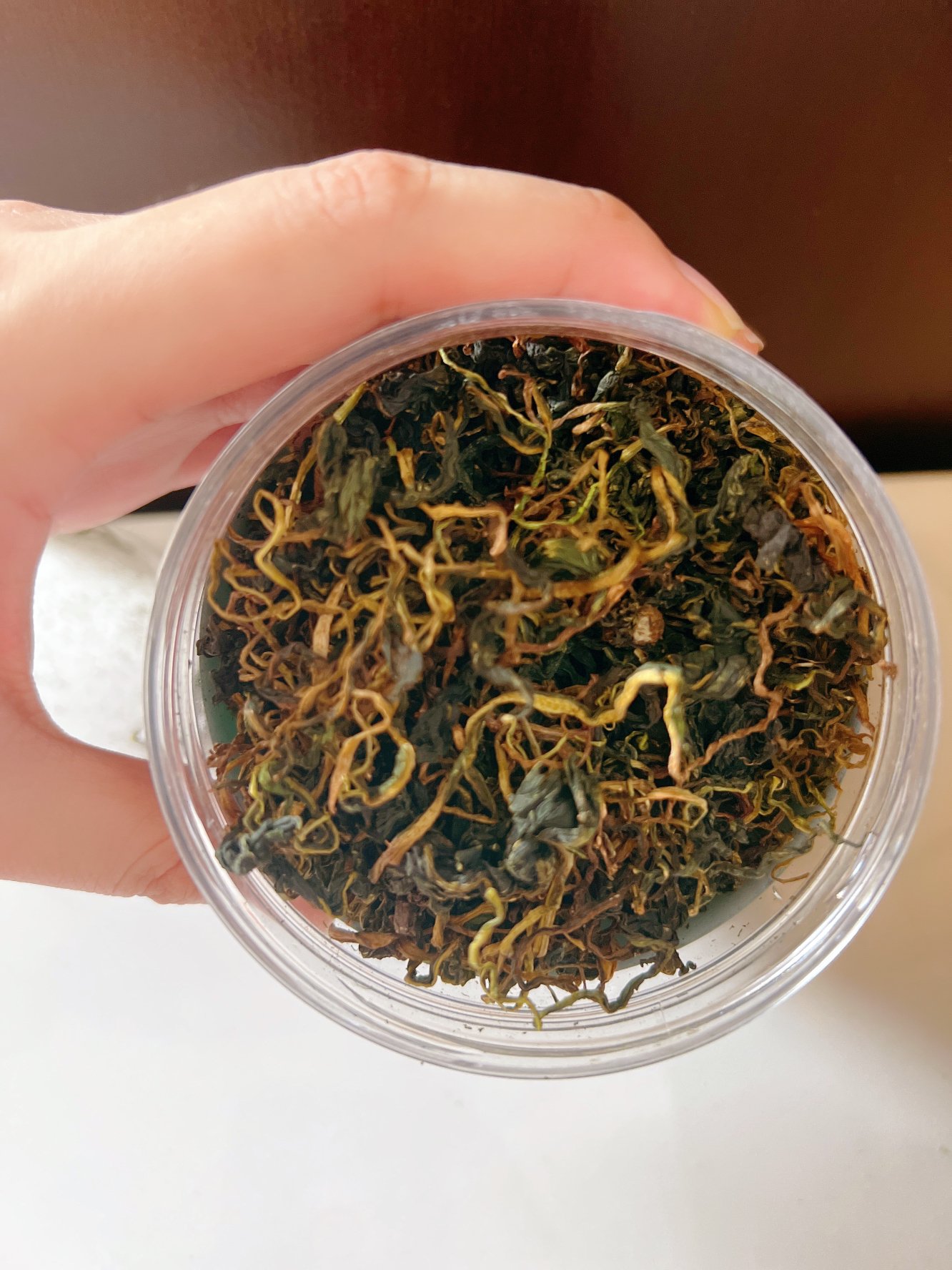 大罐裝 可搭配丁香花茶蒲公英根茶葉婆婆丁苦丁茶曬單圖